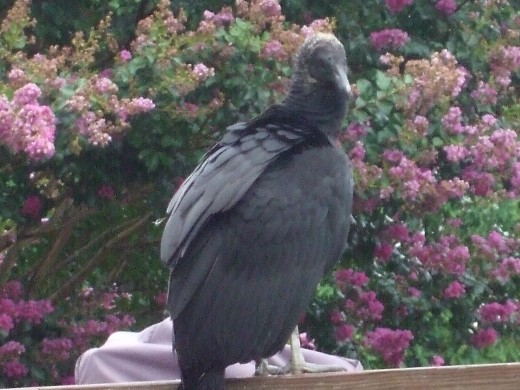 Seeing a turkey vulture lounging in the neighbors' back yard is  incredible.