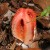 Columned Stinkhorn Columned Stinkhorn
