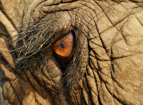 The eye of an Asian Elephant