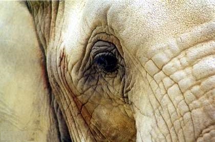 An elephant eye