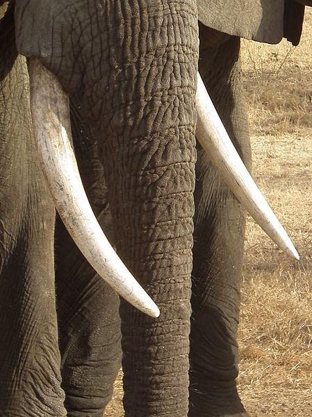 Elephant Tusk - Elephant in Tanzania, African Elephant