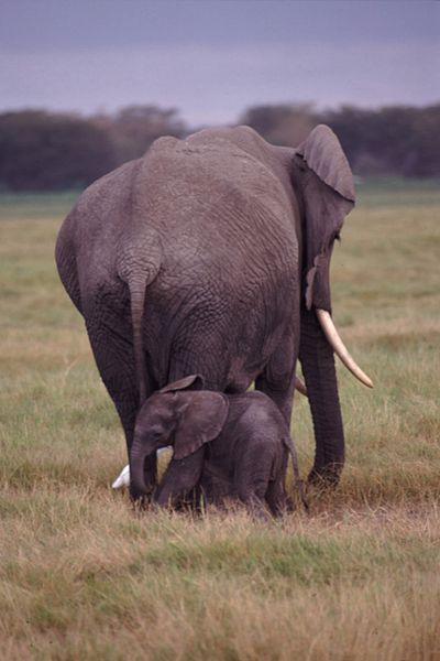 Mother and Baby Elephants