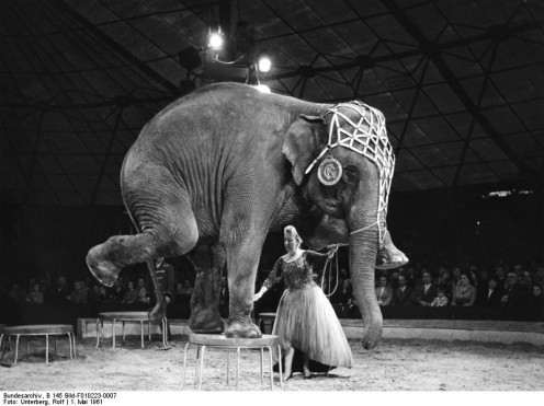 Performing Elephant in Circus - Bundesarchiv, B 145 Bild-F010223-0007 / Unterberg, Rolf / CC-BY-SA