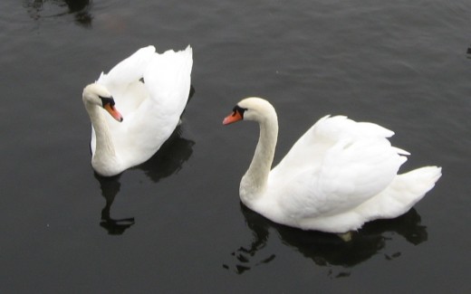 A couple of swans on a pond in Poznan, Poland.