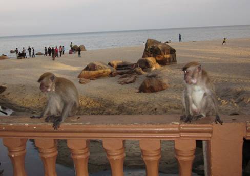 Monkeys at Teluk Chempedak
