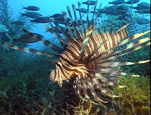 The invasive and Delicious Lionfish