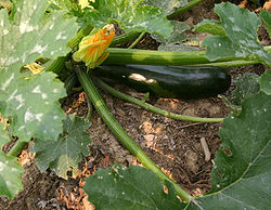 Zucchini, as pictured here, are among many vegetables which grow on the vine.  An easy plant to tend to, many home gardens include at least one zucchini vine.