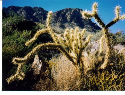Buckhorn cholla found throughout the Mojave Desert.