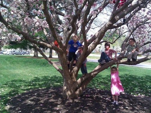 Children climb one of Kansas City's flowering magnolia trees.
