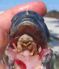"Hey, bro, what's goin' on!? Tongue fully replaced by parasite in this picture.
