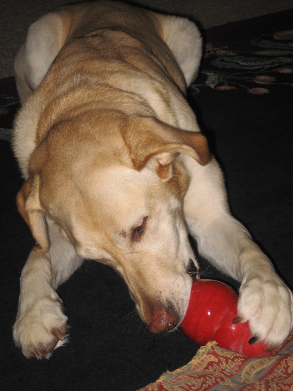 Frozen Nutritious Treats For Your Dog