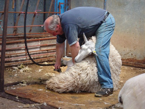 Sheep shearing by Magic Foundry To keep the fleece clean, the shearer stands on a board and won't move off it. The sheep are brought to him