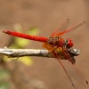 dragonflypond profile image