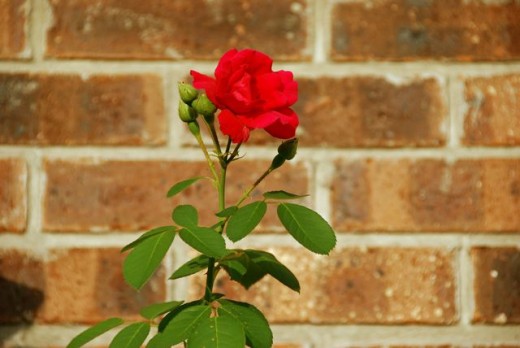 A Rose in Bloom