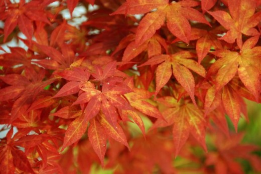 A Japanese Maple in Autumn