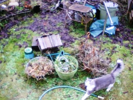 messy winter yard