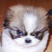 RascalBrat profile image