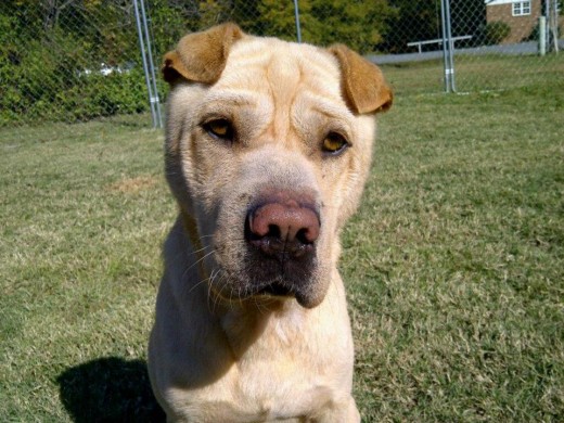 Jacques is a Shar-Pei that had to overcome A LOT in his life. He is urgently looking for a home or foster home prior to 15-Jan-2012.  Contact: Jessica Rosman sukari1020@yahoo.com 