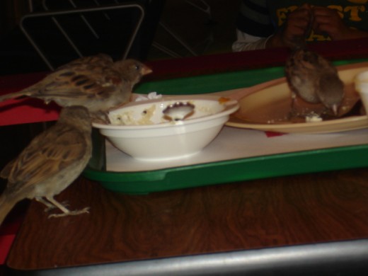 Picture of house sparrows feasting on left over idlis