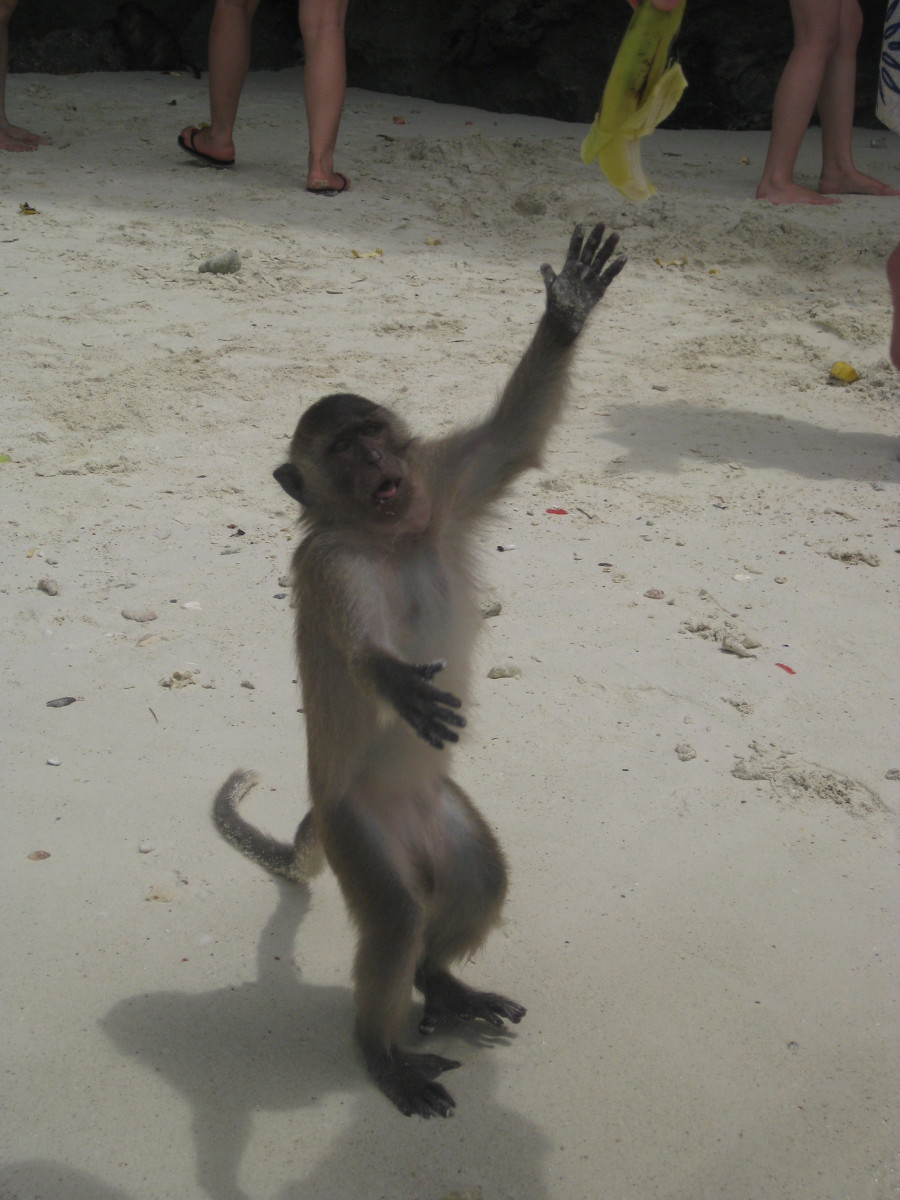 Adorable monkey doing a "ta-da"!