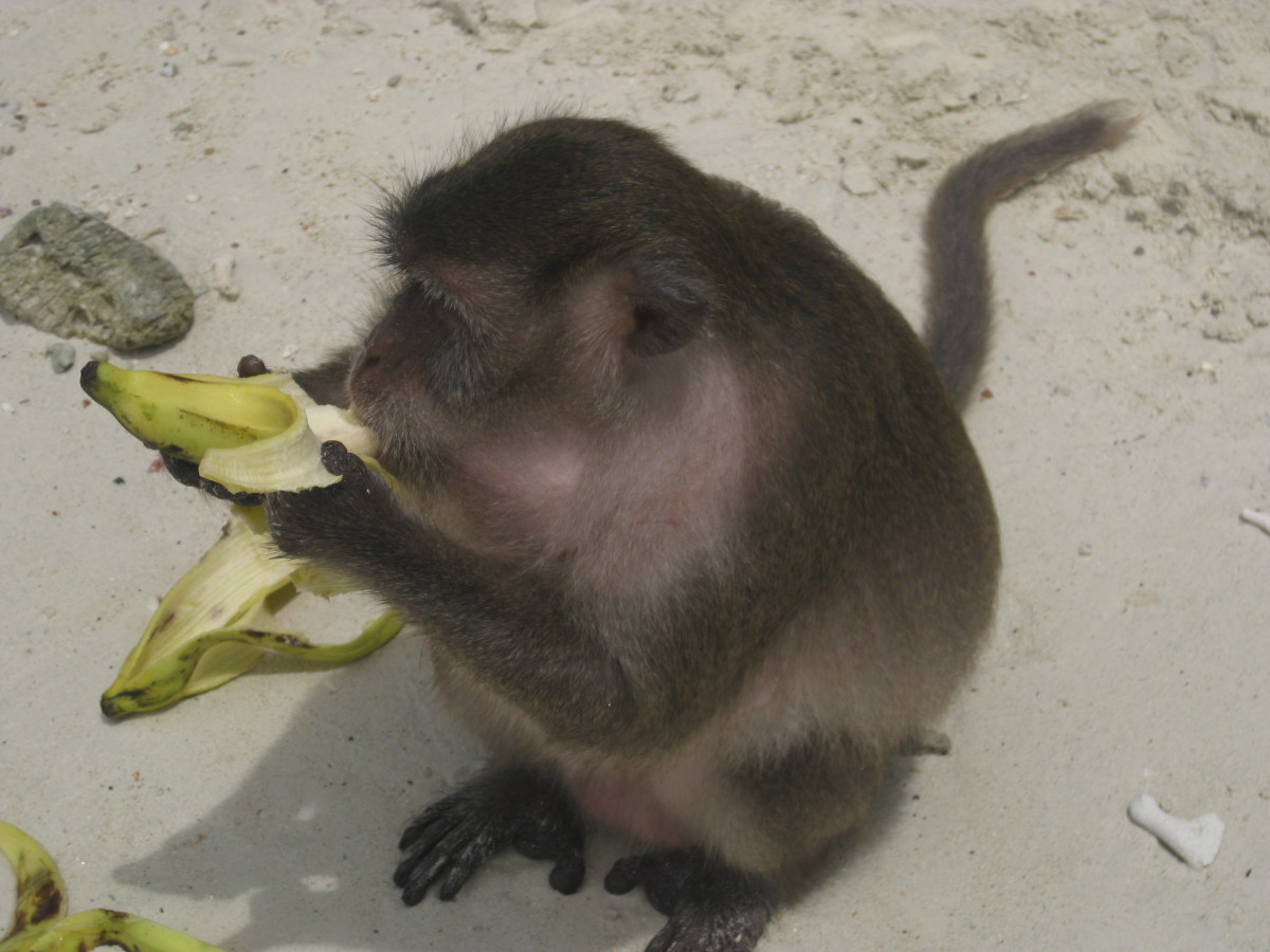 Chubby monkey enjoying the bananas we fed him