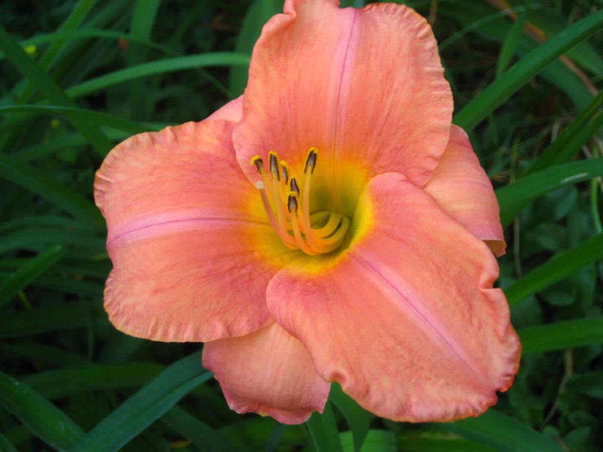 Daylilies are a great addition to any perennial garden.