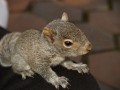 A Squirrel Named Rocky