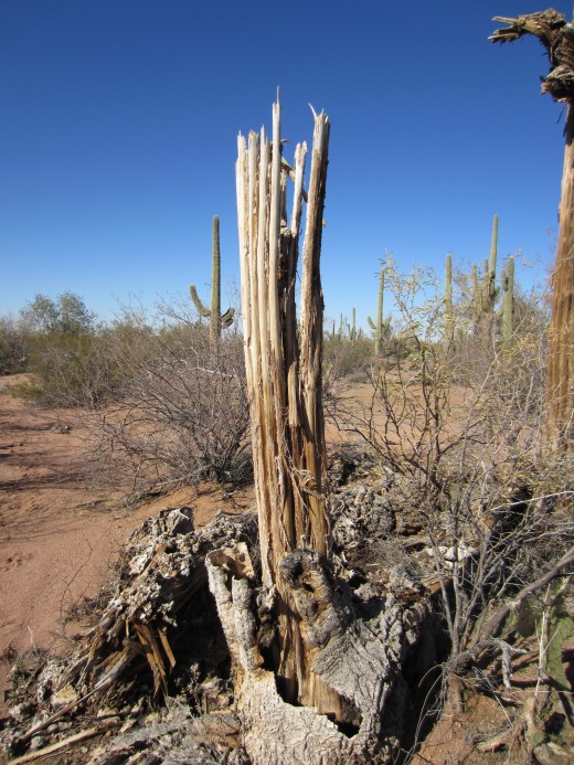 Standing remains of a Saguaro Cactus in Ironwood Forest National Monument, Arizona