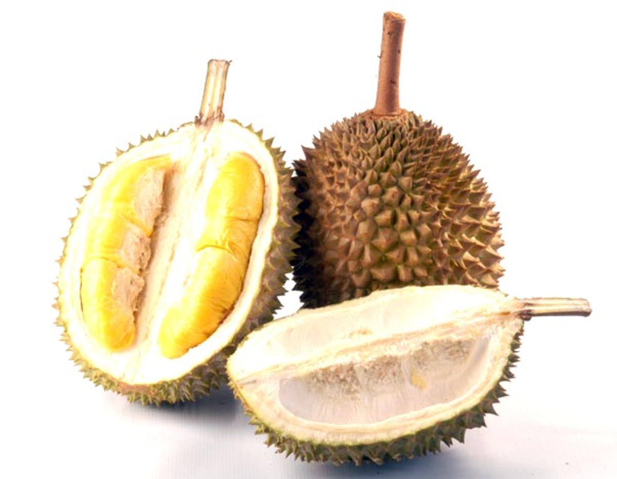 Durian, a fruit that tastes better than it smells