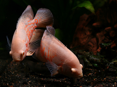 Albino Oscar Cichlids