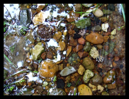 Pebbles after a good rain.