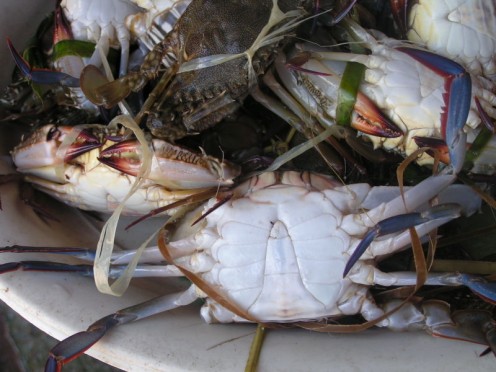 Crabs in Bohol, Philippines