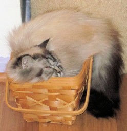 http://s1.hubimg.com/u/6017628_f248.jpg