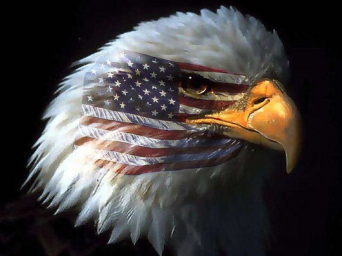 Great American Eagle