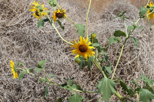 Seeing positive amongst the dull situations. Like these sunflowers through a pile of tumbleweeds in the sandy desert! 