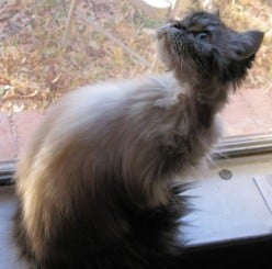 A Cat Rescue Tale:  Himalayans and Persians