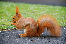 The European red squirrel