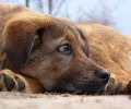 Weird Dog Behavior Explained