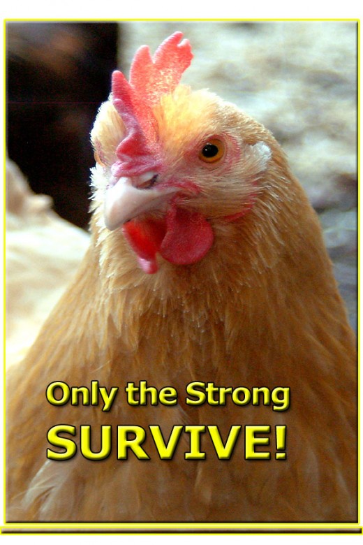Only the best chickens get to reproduce in nature.