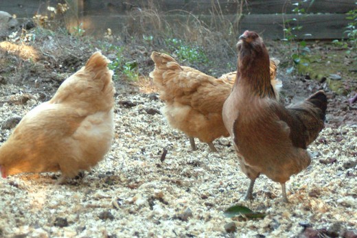 Hens throw out their chest and get tall when proving they belong at the top of the pecking order.