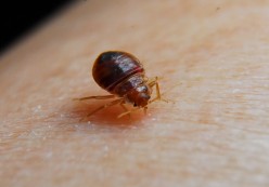 How to Kill Bed Bugs