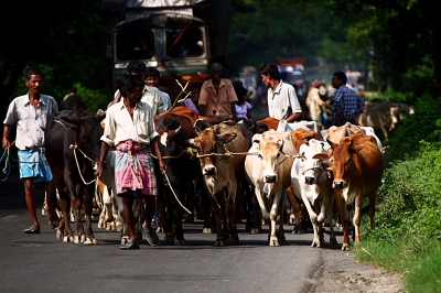 Unemployed and illiterate people of India