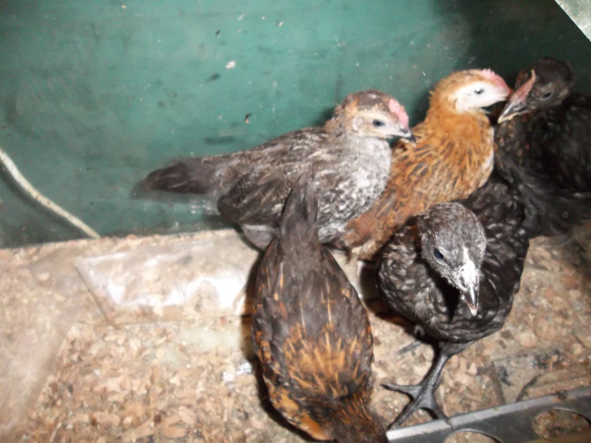 The two brownish chicken are from the incubator. The dark ones were hatched by a hen a week later but they caught up. I raised them together (5 chicks) in a 36 X 18 X 18 inch glass tank due to lack of brooding space for the hen. 