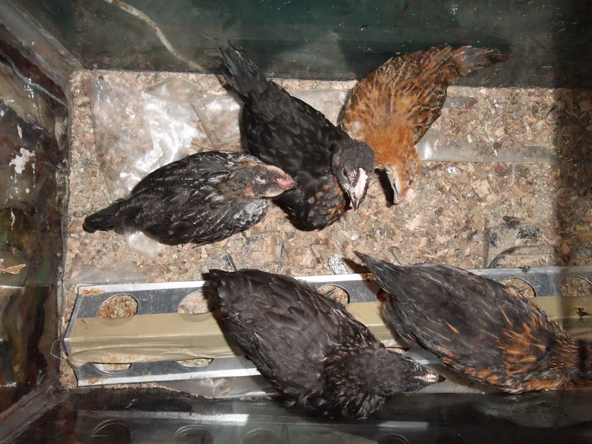 All the five siblings together. The two from the incubator are the brownish ones on the right. The chicks however have the same father who is brown