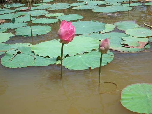 Lotus Blossoms on Tasik Chini