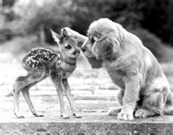 Real Friends don't care about race, age, gender or species.