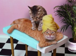 http://s3.hubimg.com/u/6039746_f248.jpg