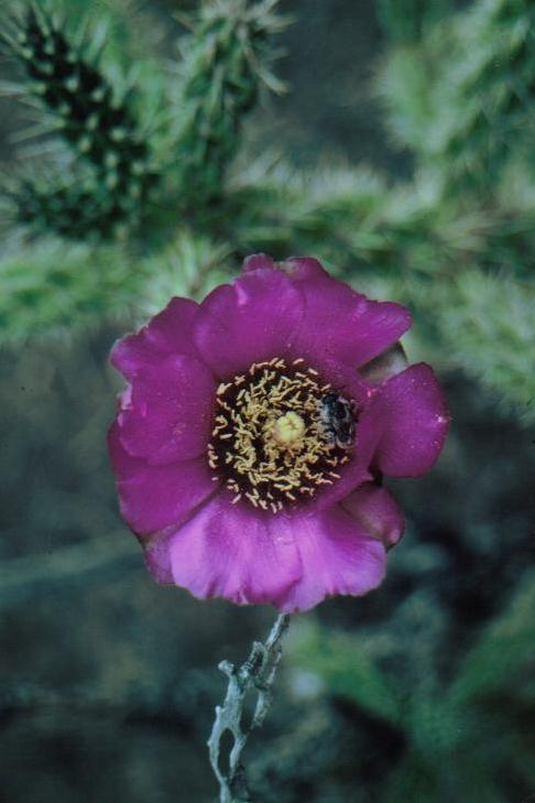 Buckhorn cholla bloom, Lincoln National Forest, Sacramento Mountains, NM.