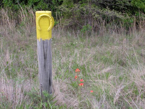 A lone Indian Paintbrush, LBJ National Grasslands, TX.