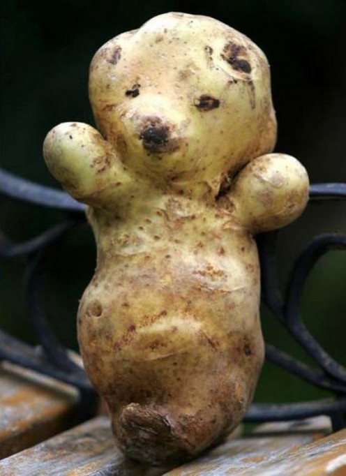 A teddy bear potato. Aw!